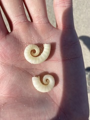 Spirula spirula