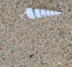 Turritellinella tricarinata