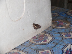 Posttaygetis penelea