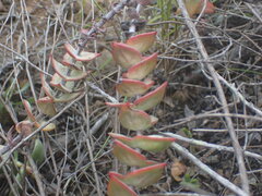 Crassula perforata