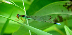 Enallagma antennatum