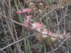 Crassula perforata