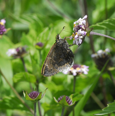 Cogia caicus