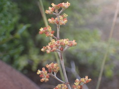 Crassula perforata