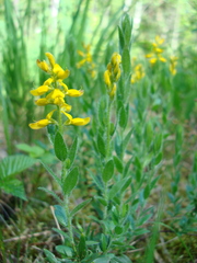 Genista germanica