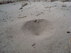 Myrmeleon formicarius