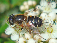 Eristalis obscura