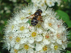 Eristalis obscura