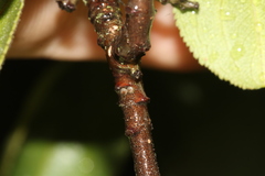 Satyrium spini