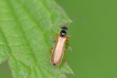 Rhagonycha lignosa