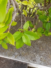 Ficus pumila