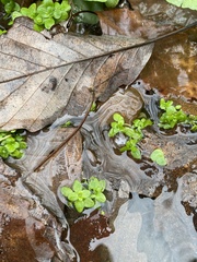 Callitriche stagnalis
