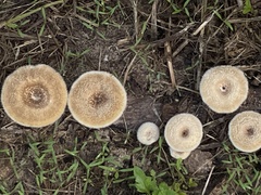 Lentinus