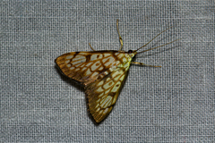 Chalcidoptera thermographa