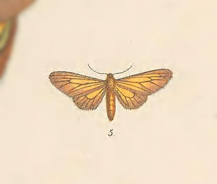 Eudule trichoptera