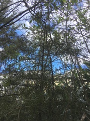 Podocarpus totara