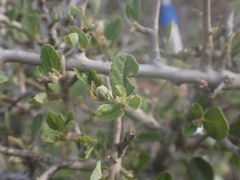 Grewia robusta