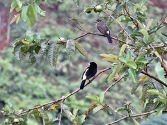 Ramphocelus flammigerus icteronotus