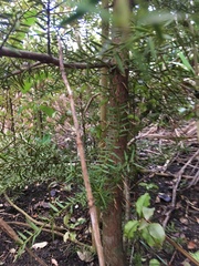 Podocarpus totara