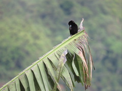 Ramphocelus flammigerus icteronotus