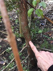 Podocarpus totara