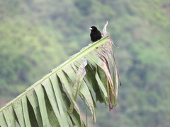 Ramphocelus flammigerus icteronotus