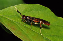 Macremphytus testaceus