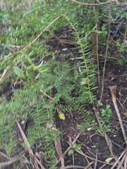 Podocarpus totara