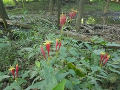 Spigelia marilandica