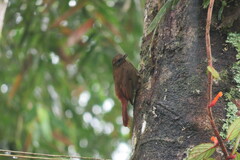 Glyphorynchus spirurus