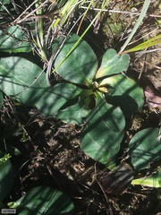 Euphorbia ecklonii