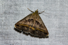 Acantholipes trimeni