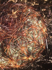 Echinomastus intertextus