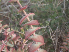 Crassula perforata