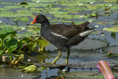 Gallinula chloropus chloropus