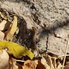 Eutropis carinata