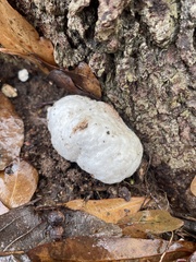 Entoloma abortivum