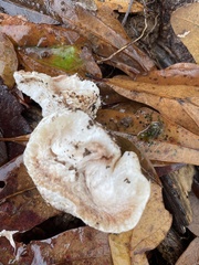Entoloma abortivum