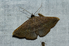 Maxera
