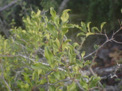 Euclea undulata