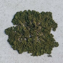 Melanelixia subaurifera