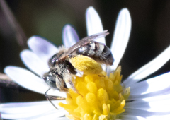 Anthophorula