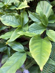 Syngonium podophyllum