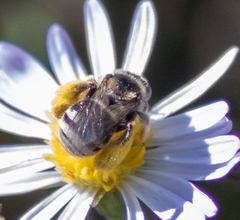 Anthophorula