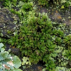 Syntrichia papillosa
