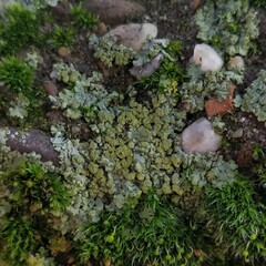 Phaeophyscia orbicularis
