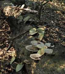 Trametes flavida