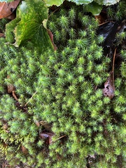 Polytrichum commune
