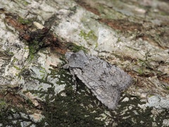 Lithophane pruinosa