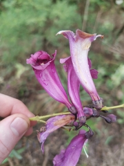 Jacaranda caroba